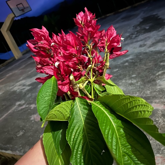 Plant Welcome Post!! 🪴🌱 - Picture 5 of 12